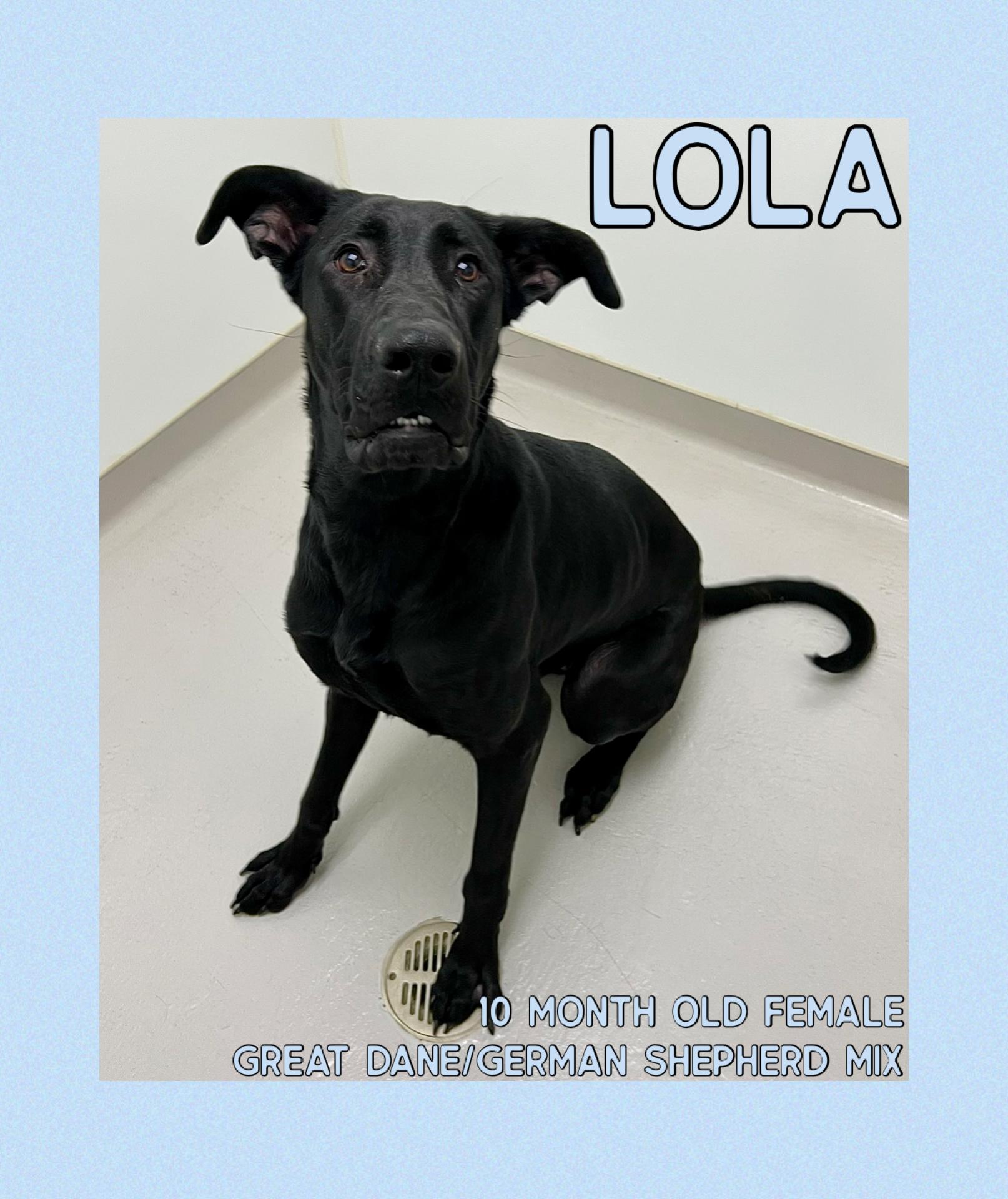 Lola, adoptable, Young Female Great Dane & German Shepherd Dog.