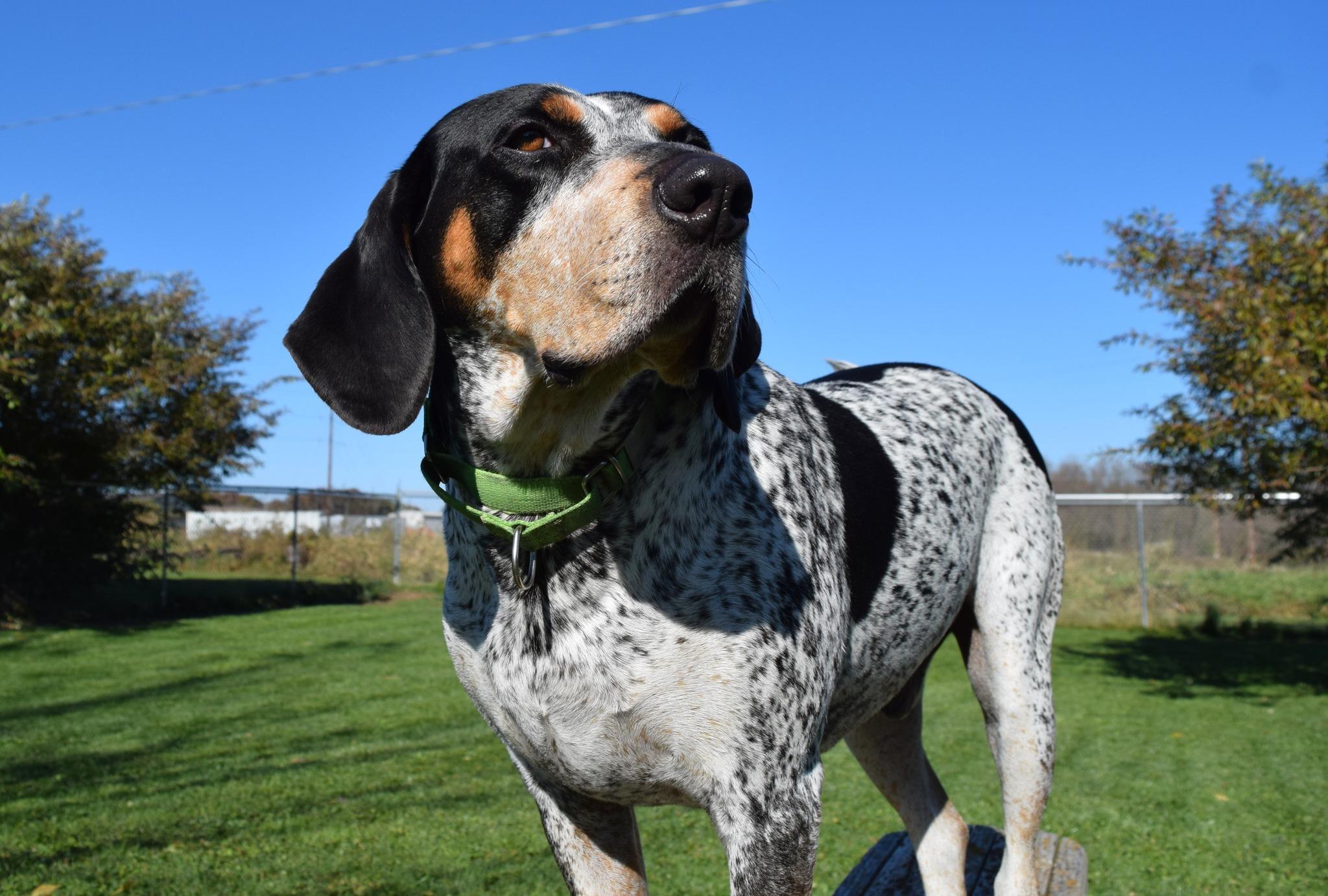 Drew, Adoptable, Adult Male Bluetick Coonhound.