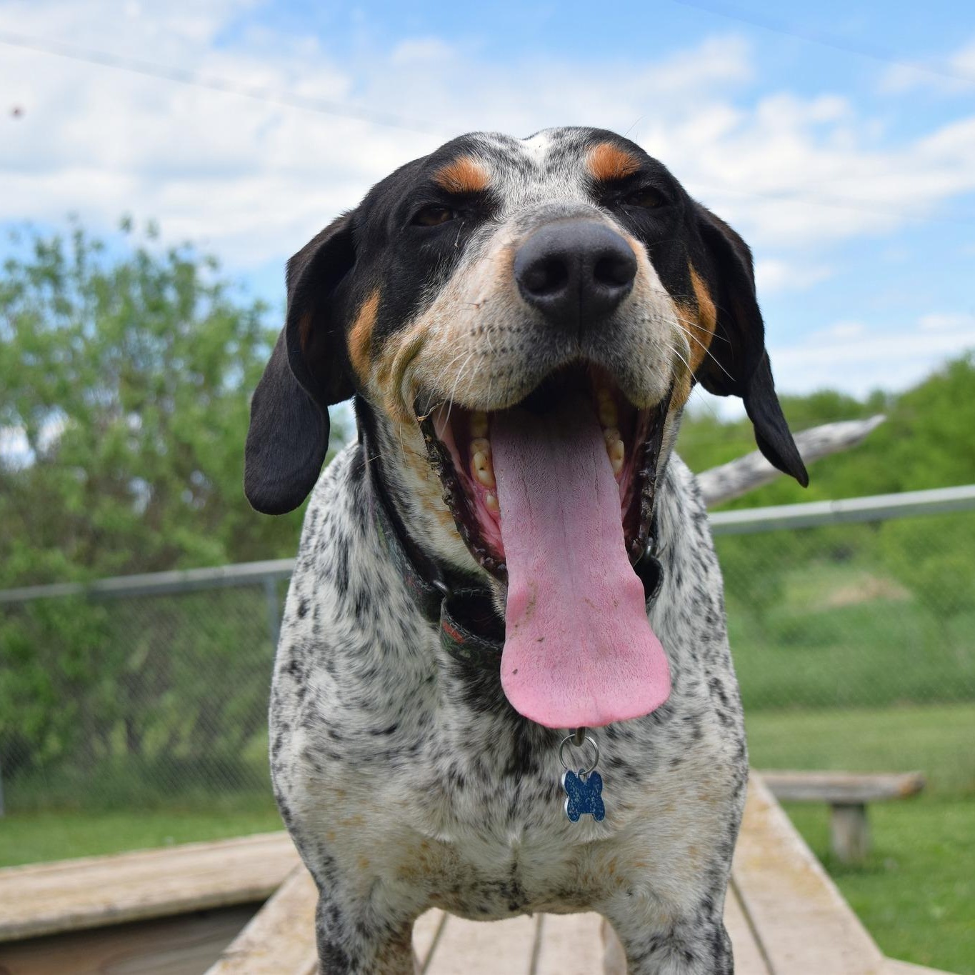 Drew, Adoptable, Adult Male Bluetick Coonhound.