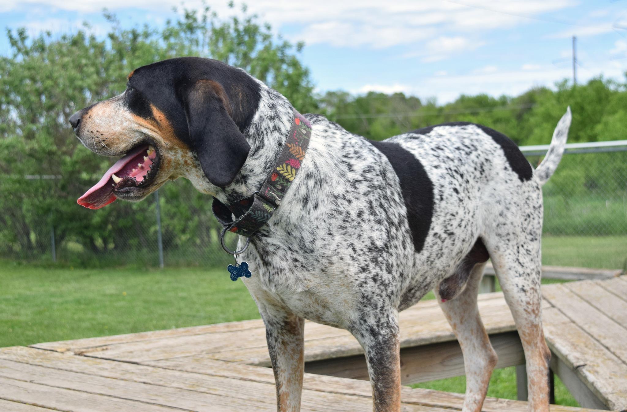 Drew, a Adoptable Bluetick Coonhound in Tomah, WI image 6/6