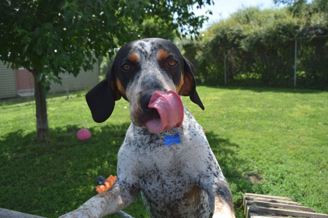 Drew, Adoptable, Adult Male Bluetick Coonhound.