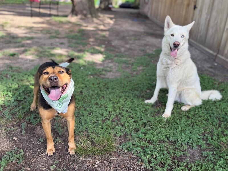 Dog for adoption - Mary Puppins and her wiggle welcome, a Labrador ...