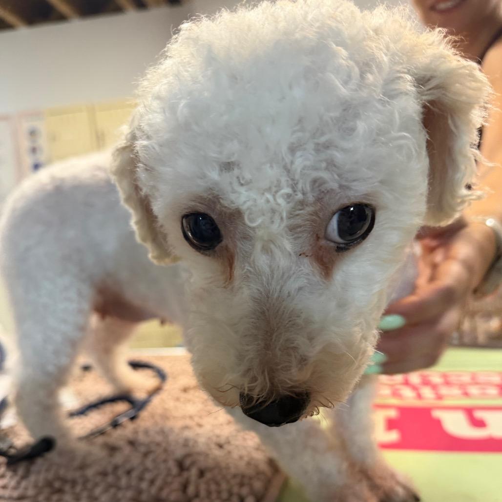 Crackle, Adoptable, Adult Female Bichon Frise.
