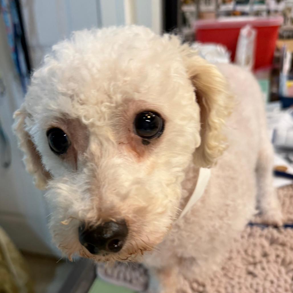 Crackle, a Adoptable Bichon Frise in West Chester, PA image 3/4