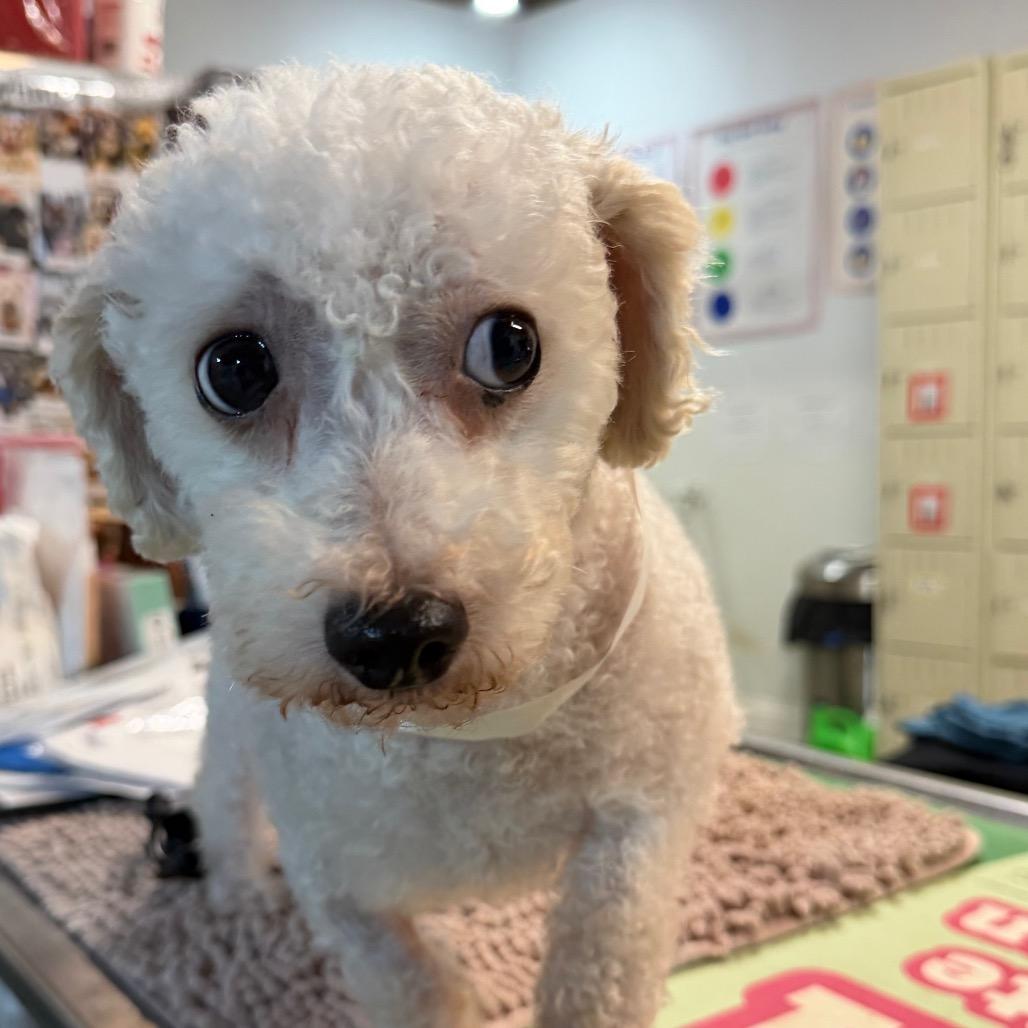 Crackle, a Adoptable Bichon Frise in West Chester, PA image 4/4