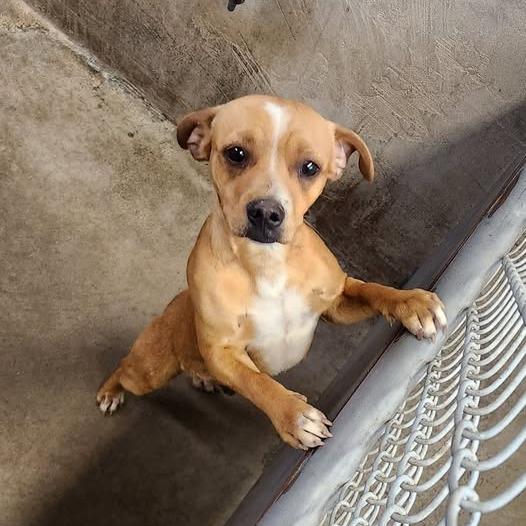 26-386, Adoptable, Adult Male Chihuahua.