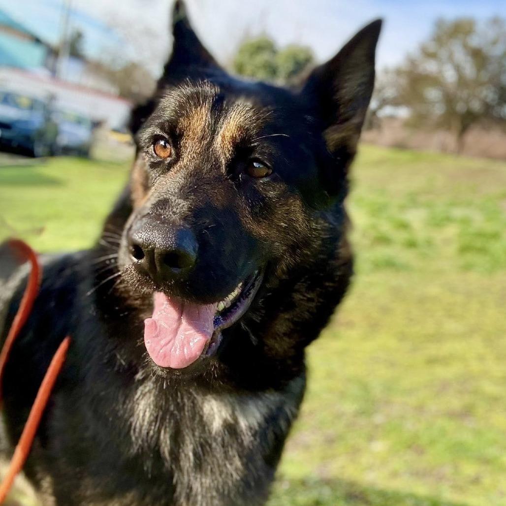 Zelda, Adoptable, Adult Female German Shepherd Dog.