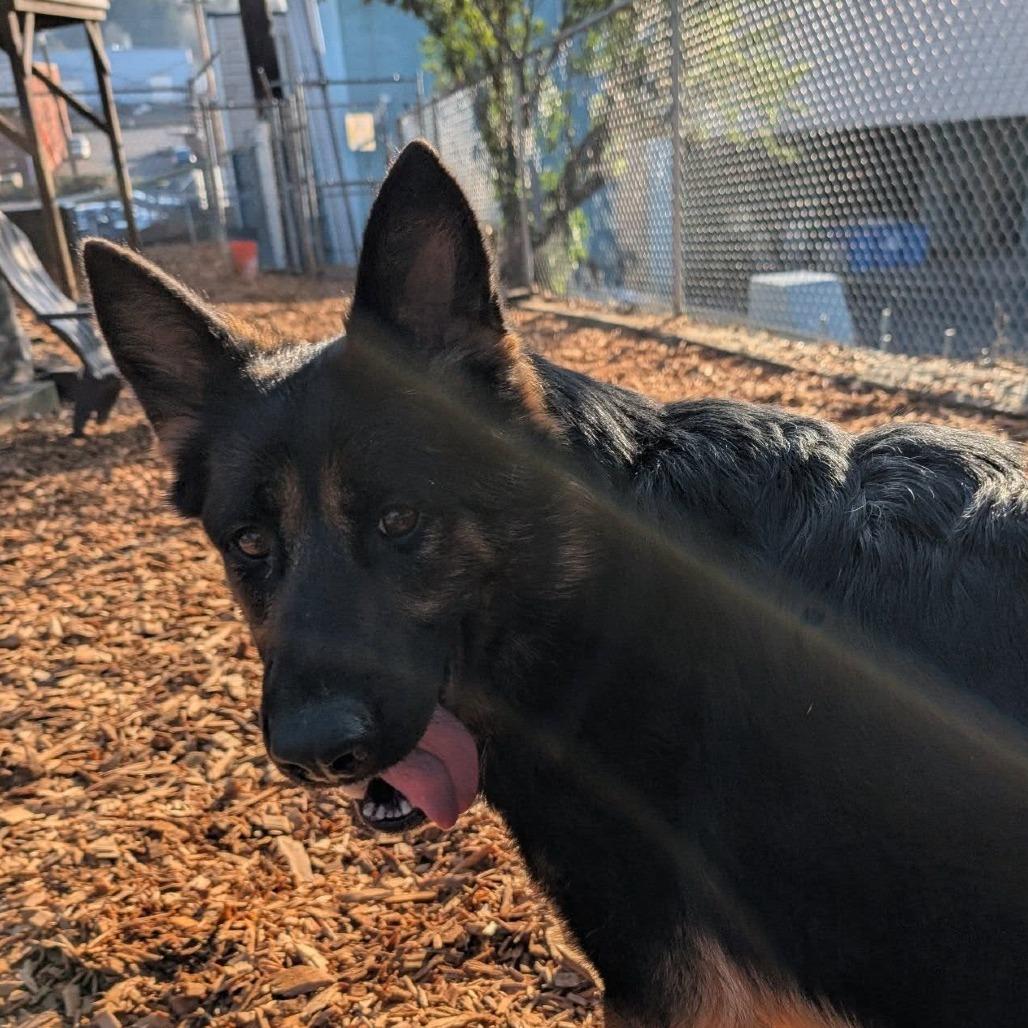 Enlarge Zelda, a Adoptable German Shepherd Dog in Tacoma, WA image 2/2