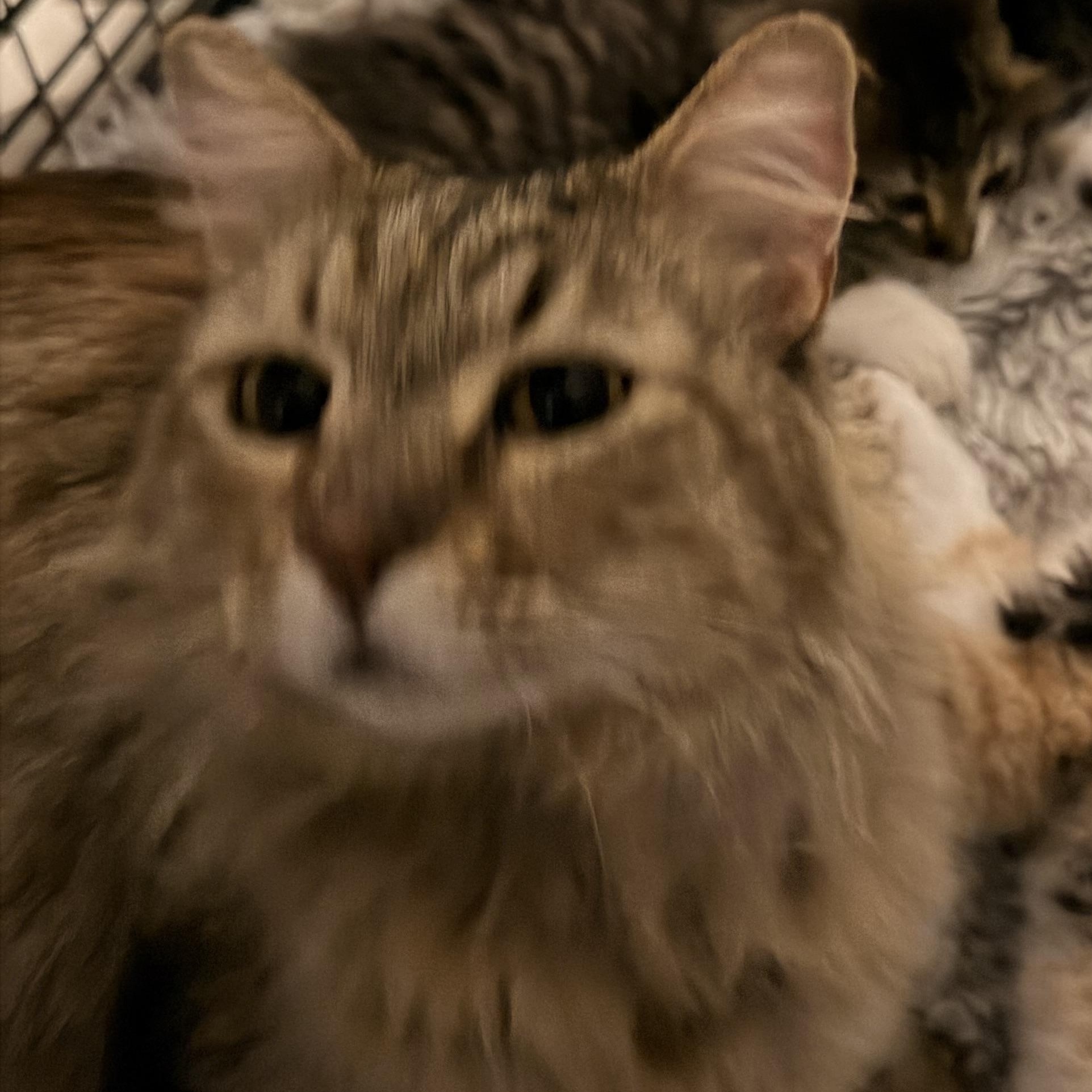 Enlarge Cinnamon, a ADOPTABLE Domestic Long Hair in Norco, CA image 2/2