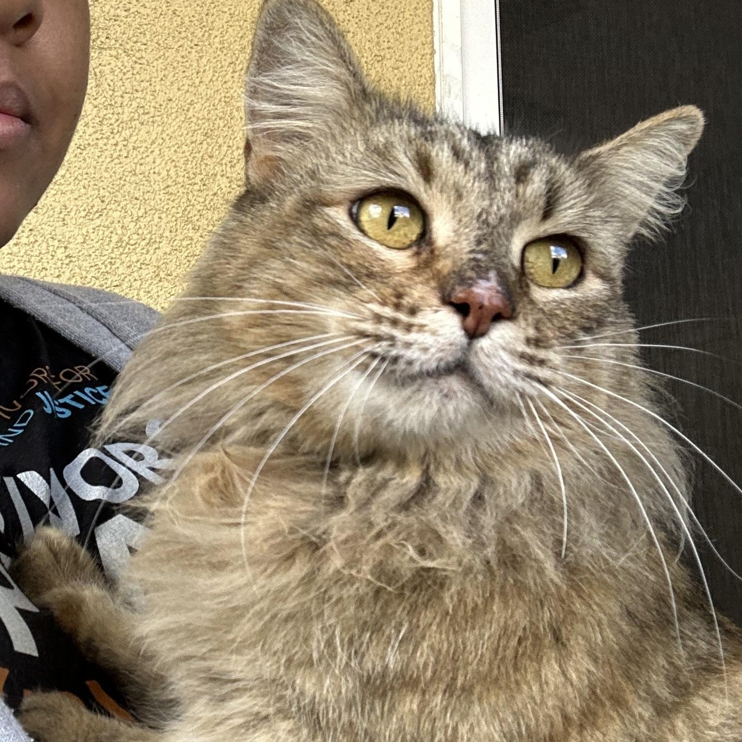 Cinnamon, ADOPTABLE, Adult Female Domestic Long Hair.