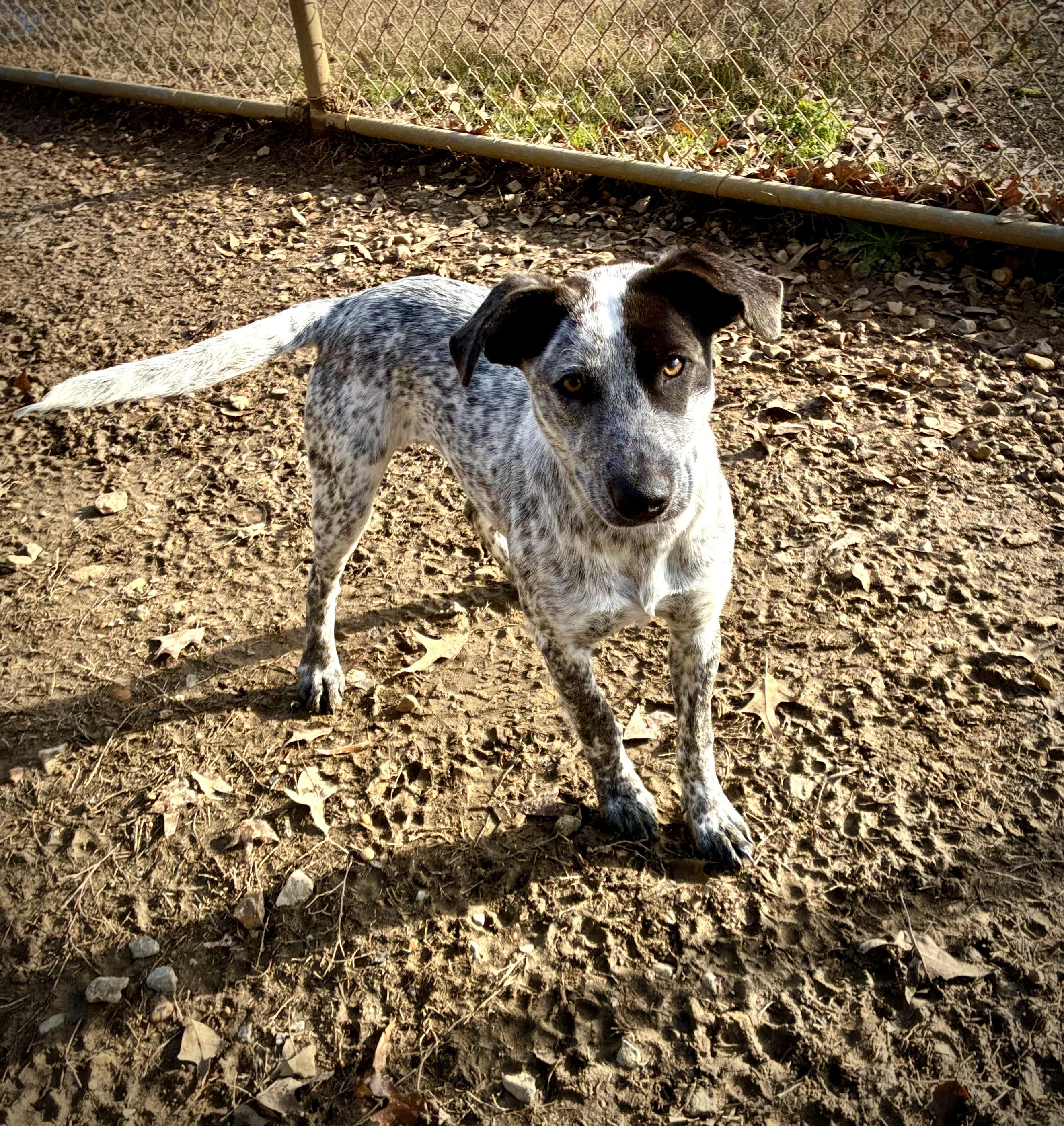 Enlarge Skylar, an adopted mixed breed in Senatobia, MS image 5/5
