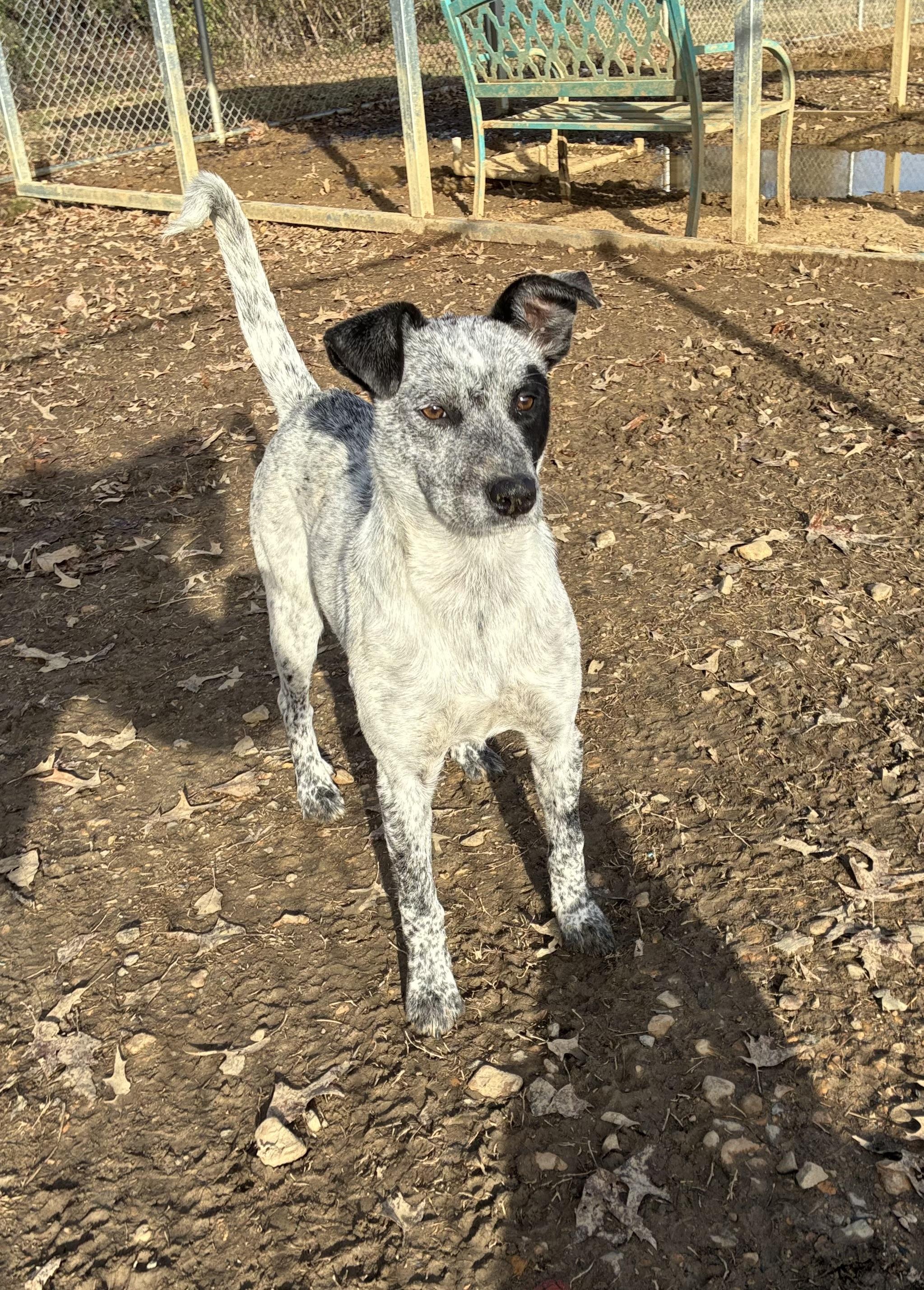 Enlarge Skylar, an adopted mixed breed in Senatobia, MS image 2/5