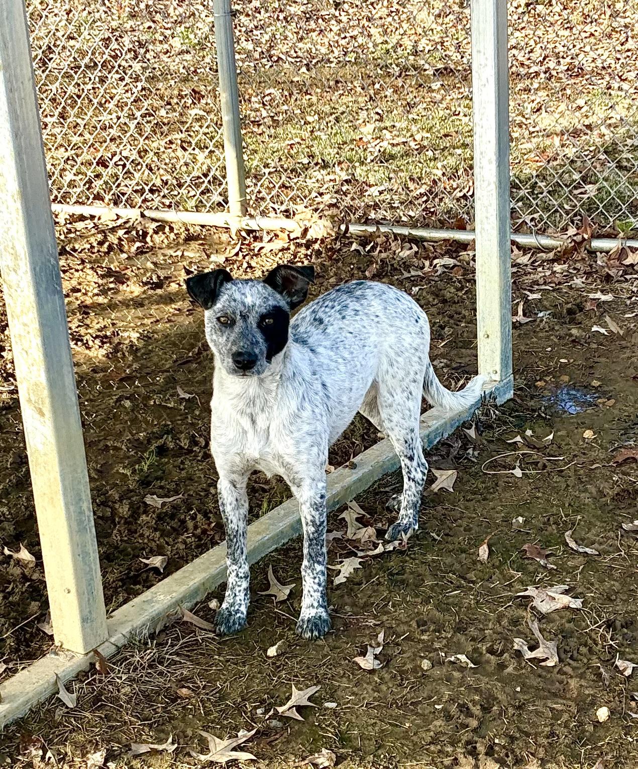 Enlarge Skylar, an adopted mixed breed in Senatobia, MS image 3/5