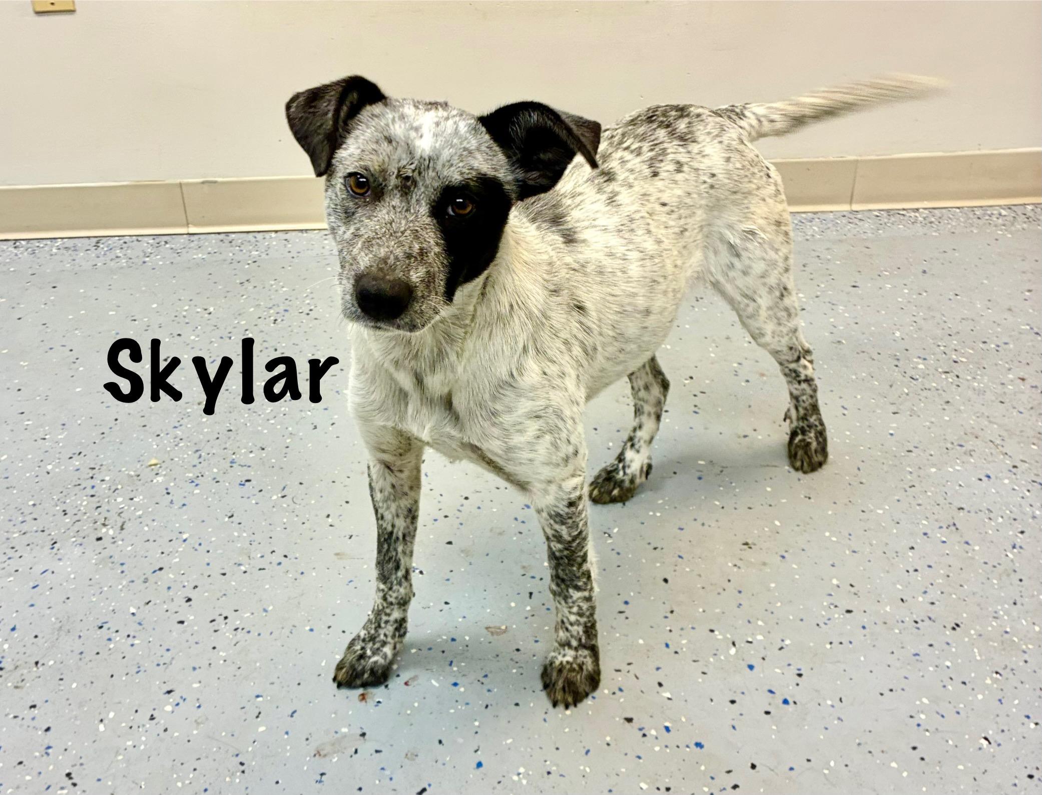 Skylar, adopted, Adult Female Australian Cattle Dog / Blue Heeler.