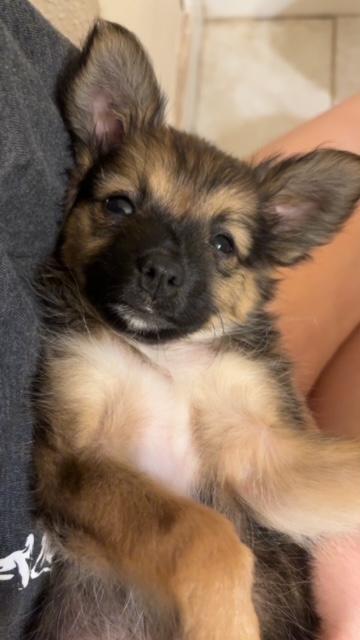 Phoebe, a ADOPTABLE mixed breed in Fair Oaks Ranch, TX image 4/5
