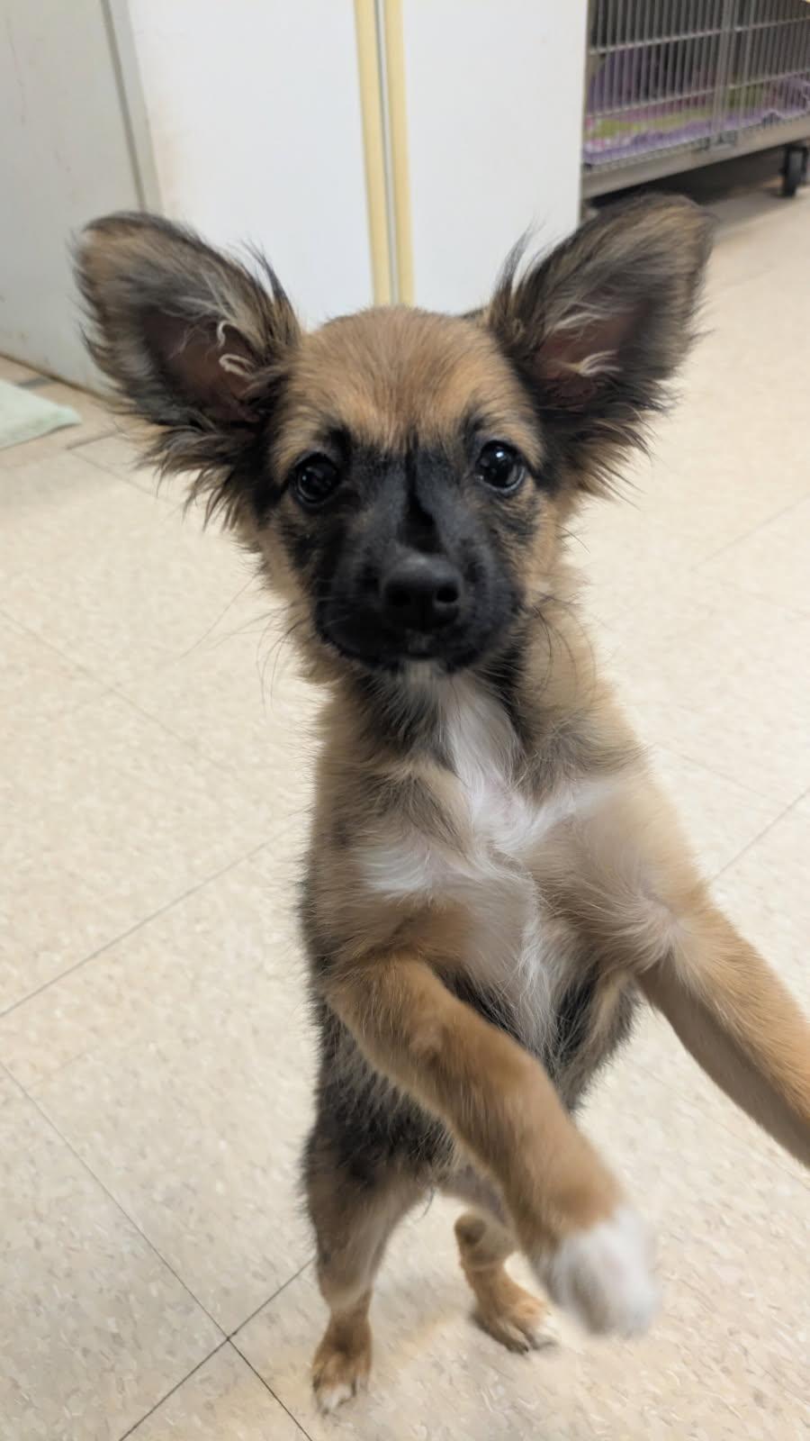 Phoebe, a ADOPTABLE mixed breed in Fair Oaks Ranch, TX image 2/5