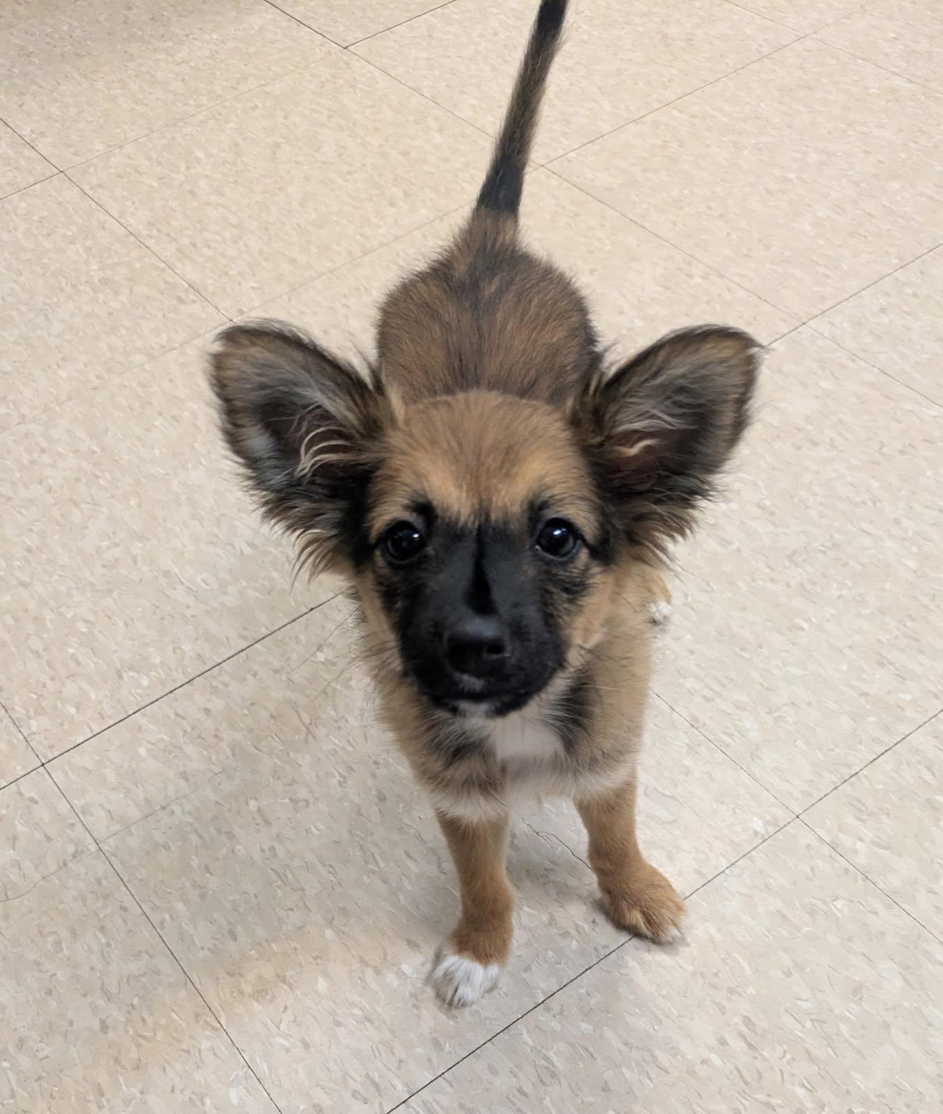 Phoebe, ADOPTABLE, Puppy Female Pomeranian.