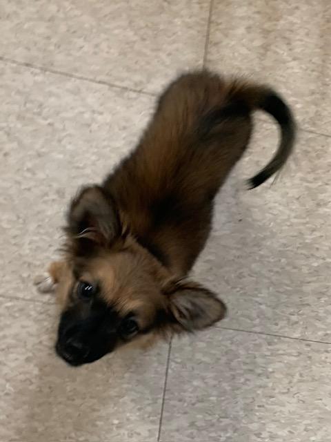 Phoebe, a ADOPTABLE mixed breed in Fair Oaks Ranch, TX image 5/5