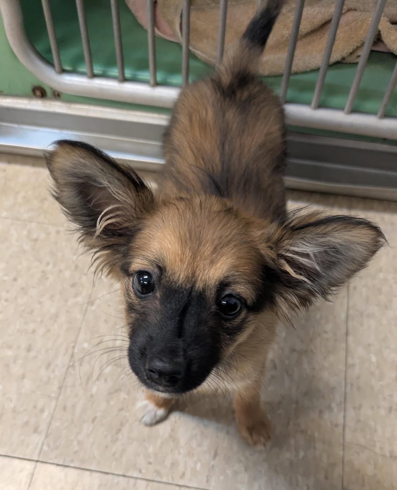 Phoebe, a ADOPTABLE mixed breed in Fair Oaks Ranch, TX image 3/5