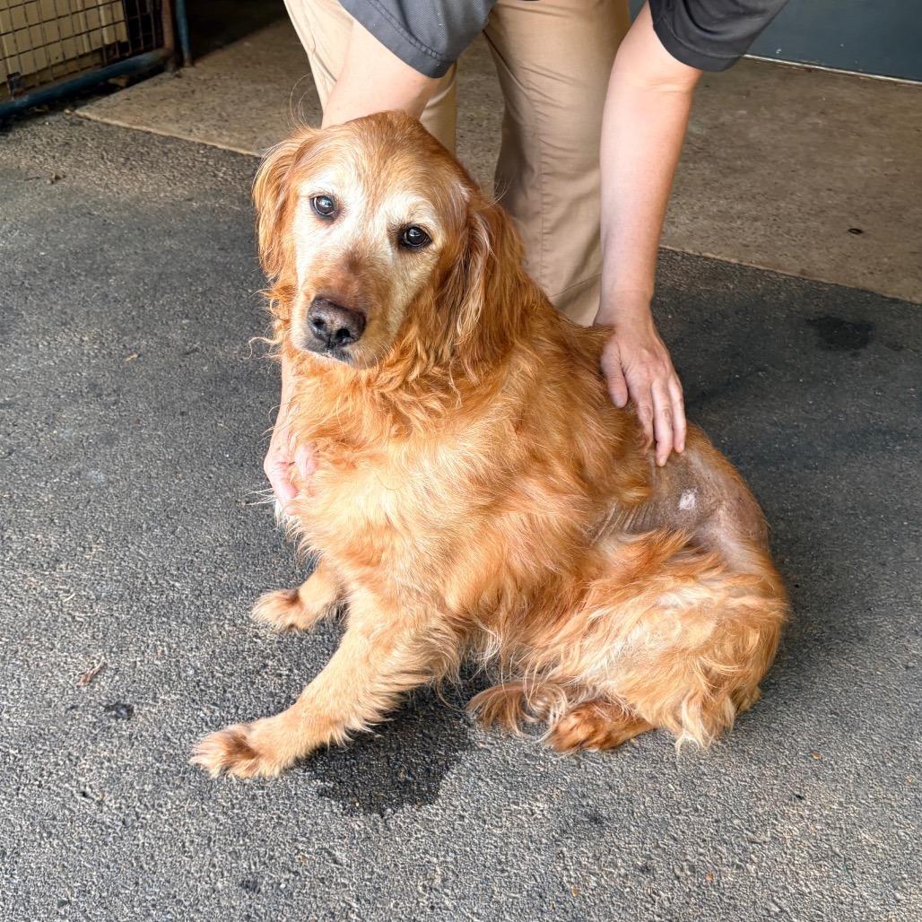 Enlarge Brock, a Adoptable Golden Retriever in Saint Louis, MO image 1/1