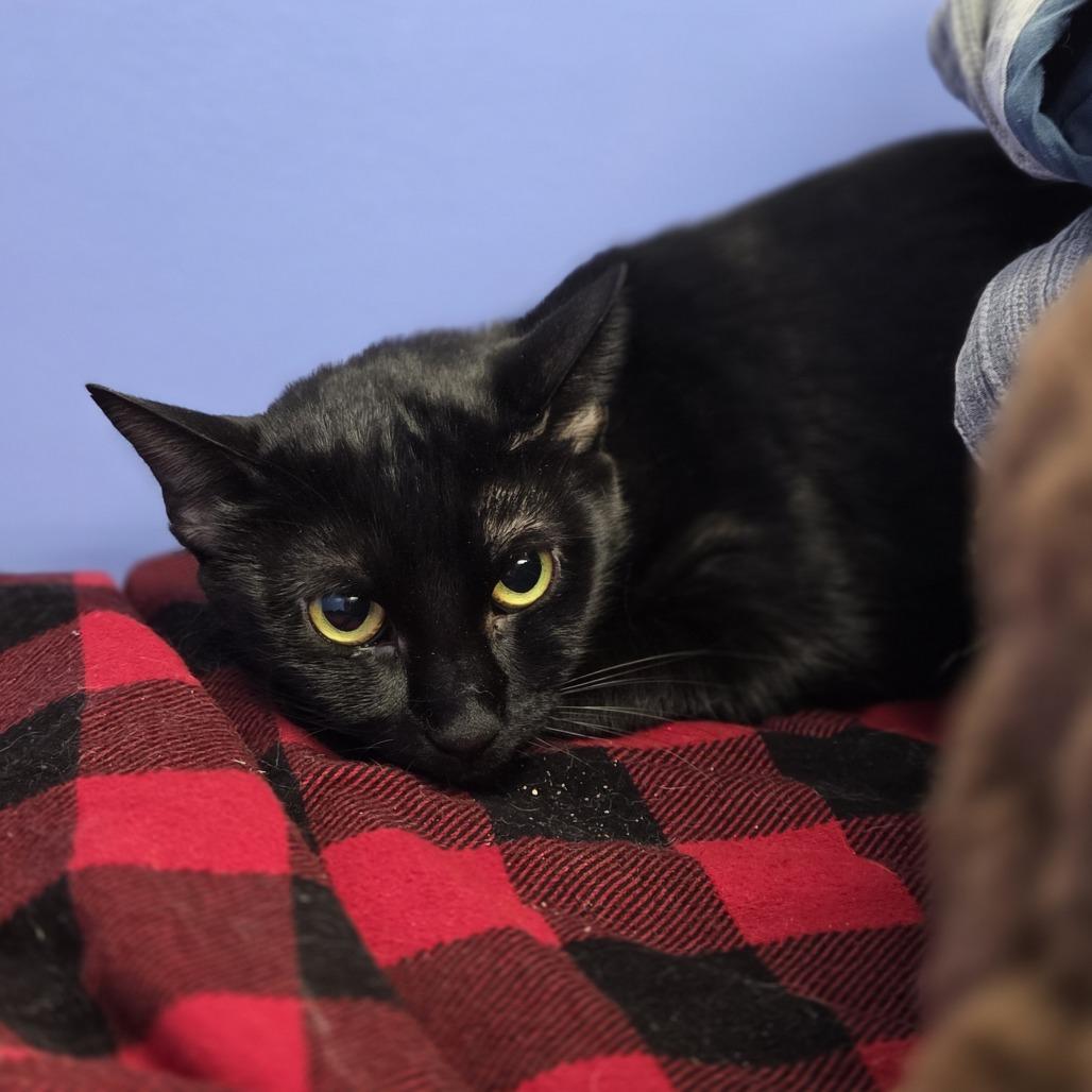 Spring, Adoptable, Adult Female Domestic Short Hair.