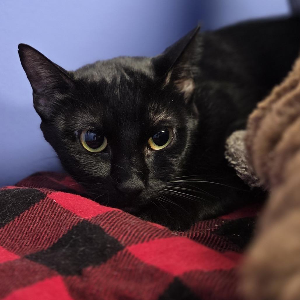Enlarge Spring, a Adoptable Domestic Short Hair in Pittsford, VT image 2/2