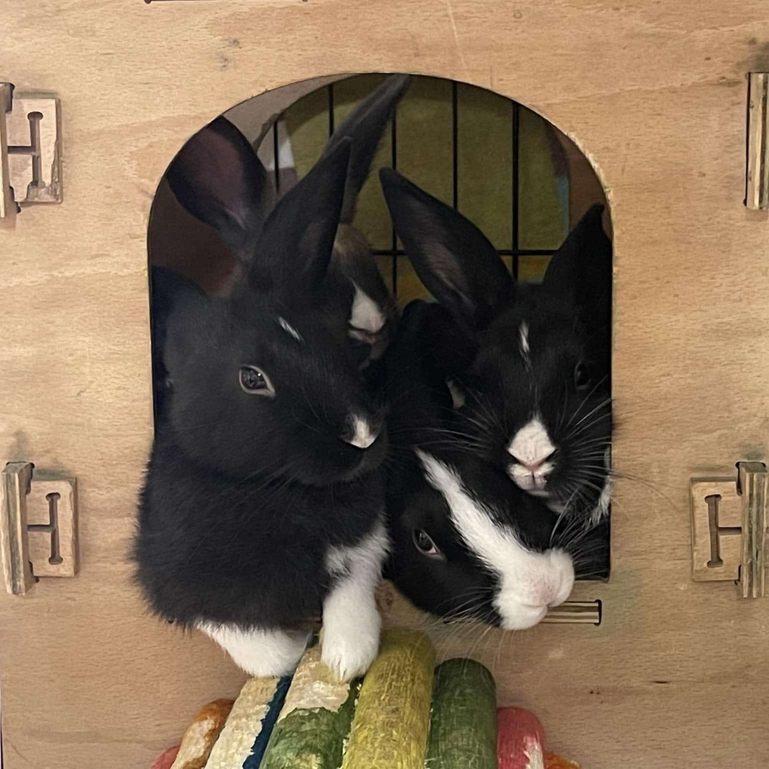 Enlarge Dutch Cassidy and the Bundance Kids, a Adoptable Dutch in SAUCIER, MS image 1/4
