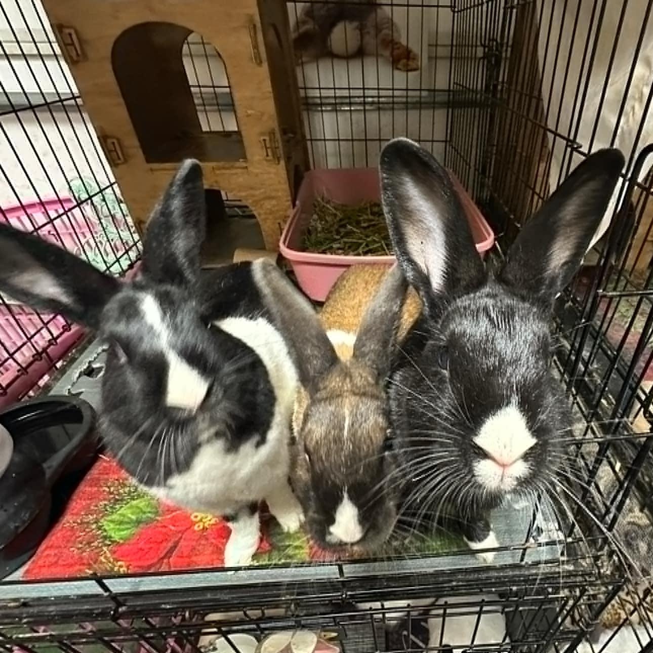 Enlarge Dutch Cassidy and the Bundance Kids, a Adoptable Dutch in SAUCIER, MS image 2/4