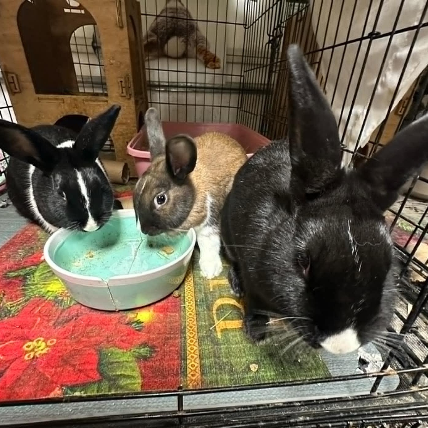 Enlarge Dutch Cassidy and the Bundance Kids, a Adoptable Dutch in SAUCIER, MS image 3/4