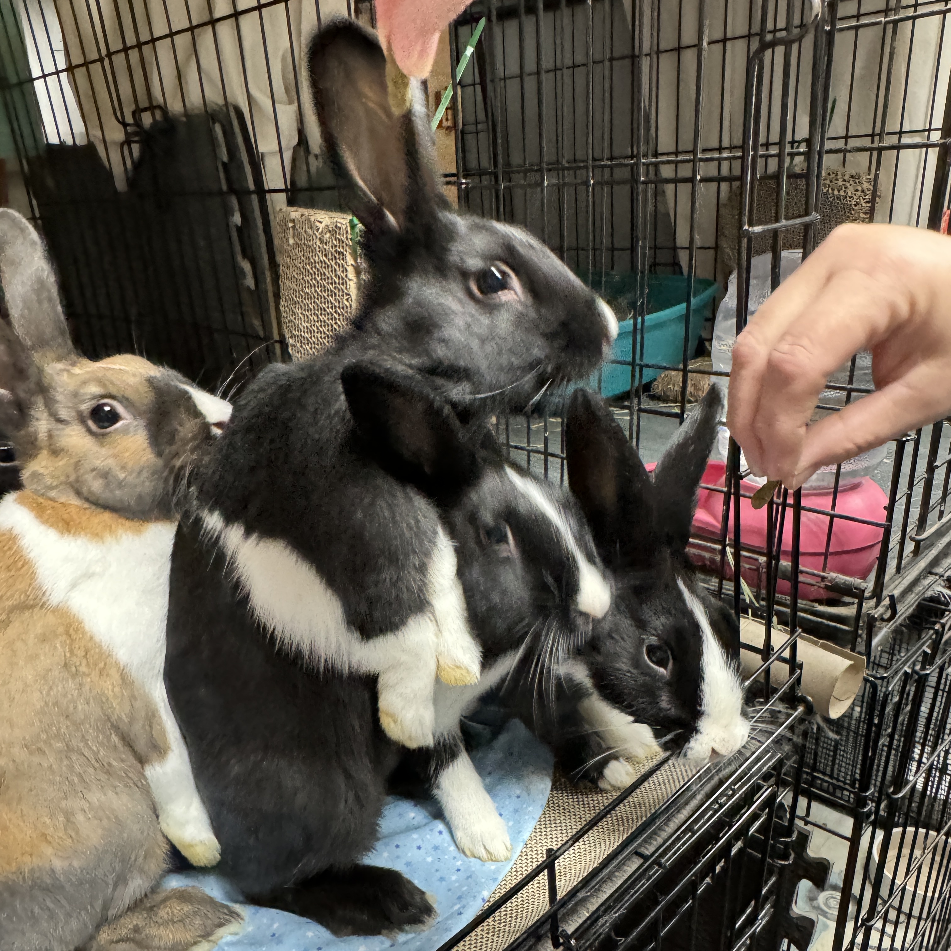 Enlarge Dutch Cassidy and the Bundance Kids, a Adoptable Dutch in SAUCIER, MS image 4/4