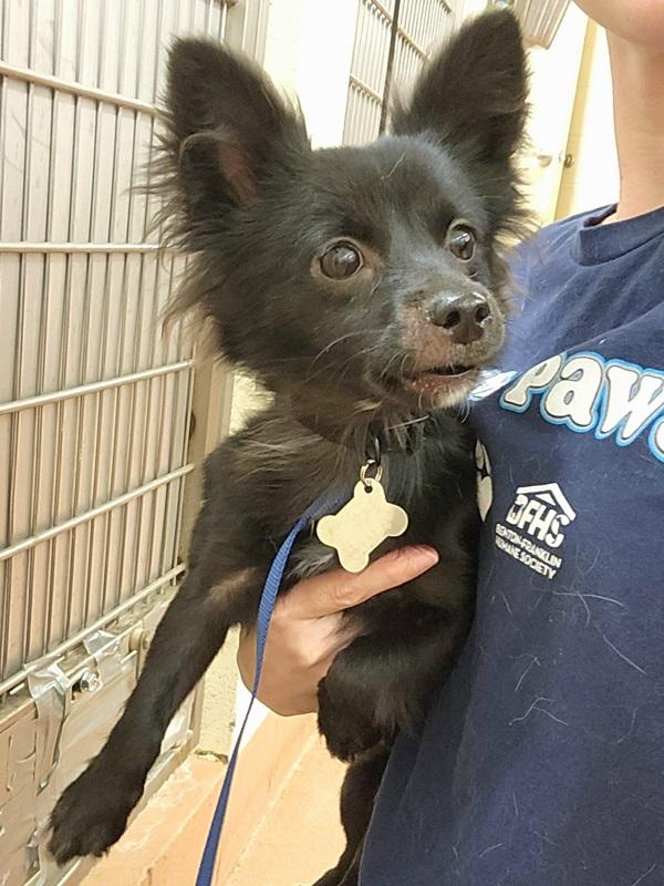 Hades, Adoptable, Young Male Chihuahua.