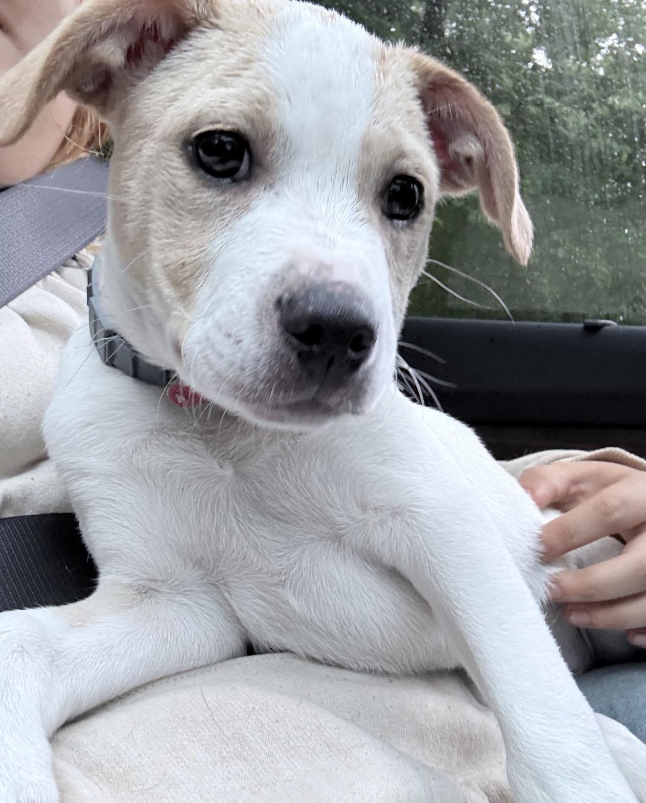 Max, ADOPTABLE, Puppy Male American Bully.