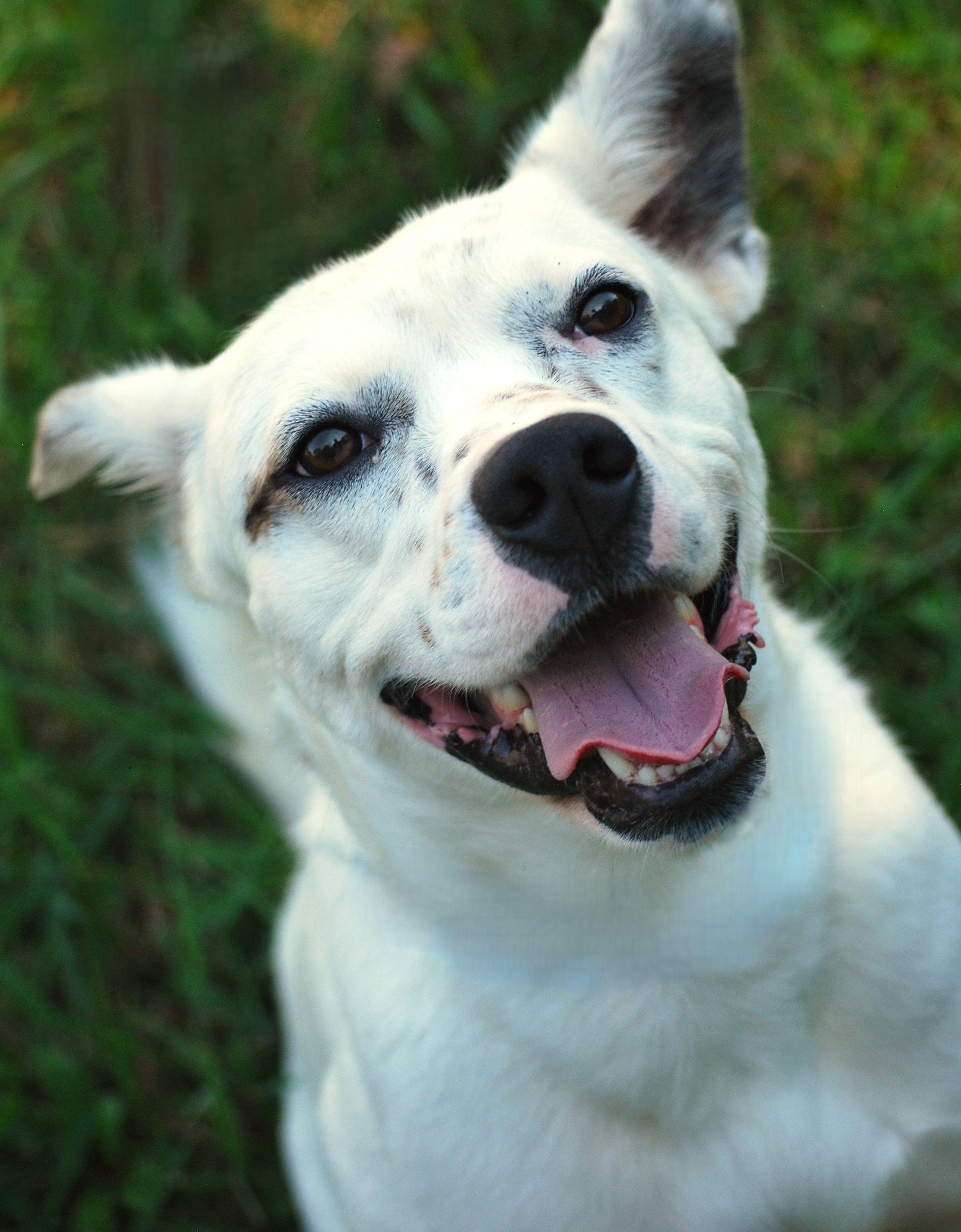 Parker, a Adoptable mixed breed in manchester, TN image 1/5