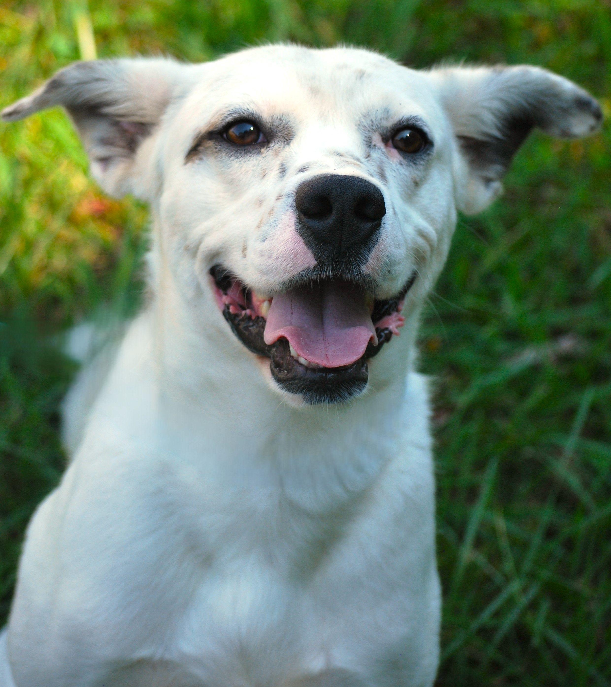 Parker, a Adoptable mixed breed in manchester, TN image 2/5