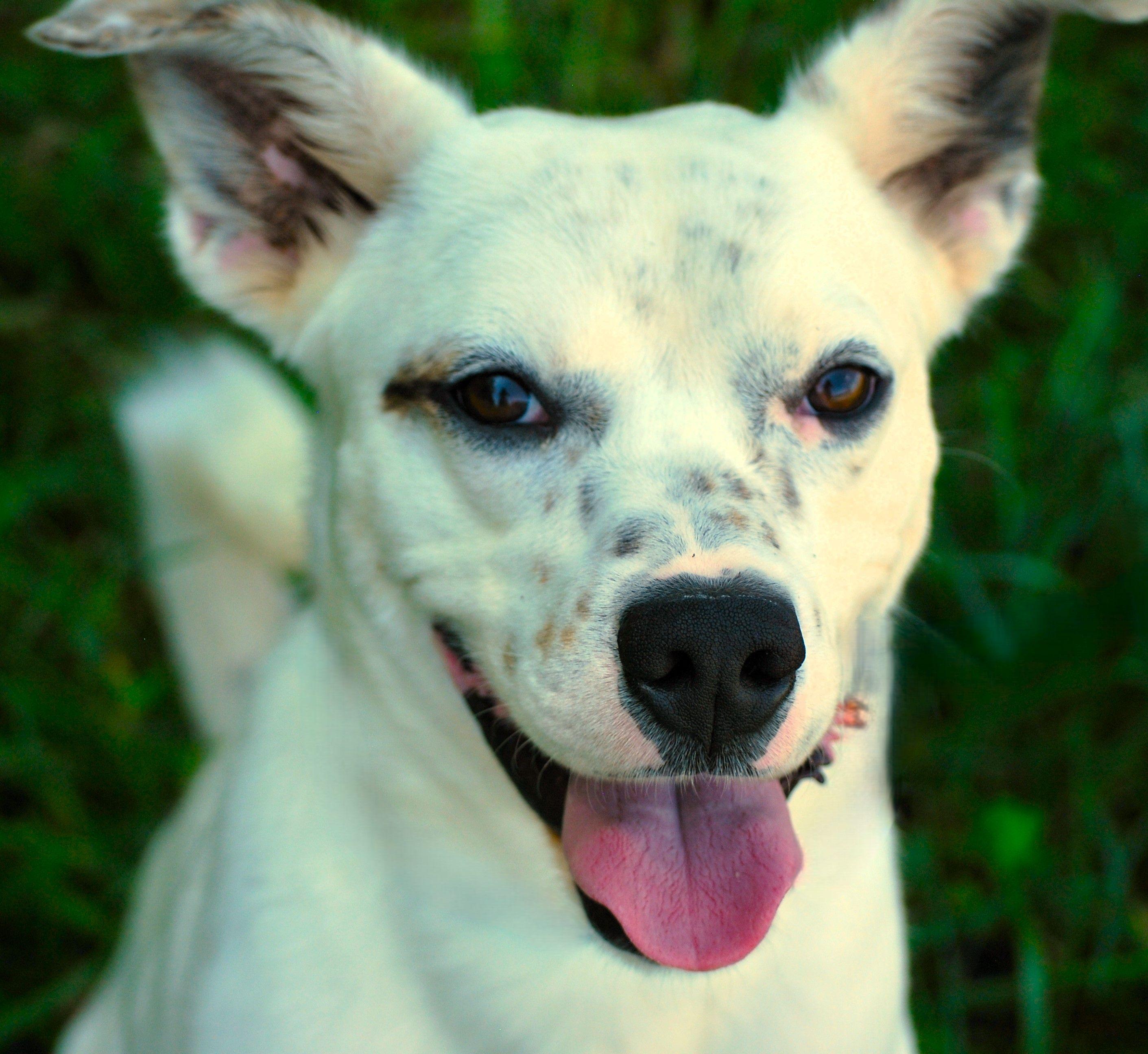 Parker, a Adoptable mixed breed in manchester, TN image 3/5