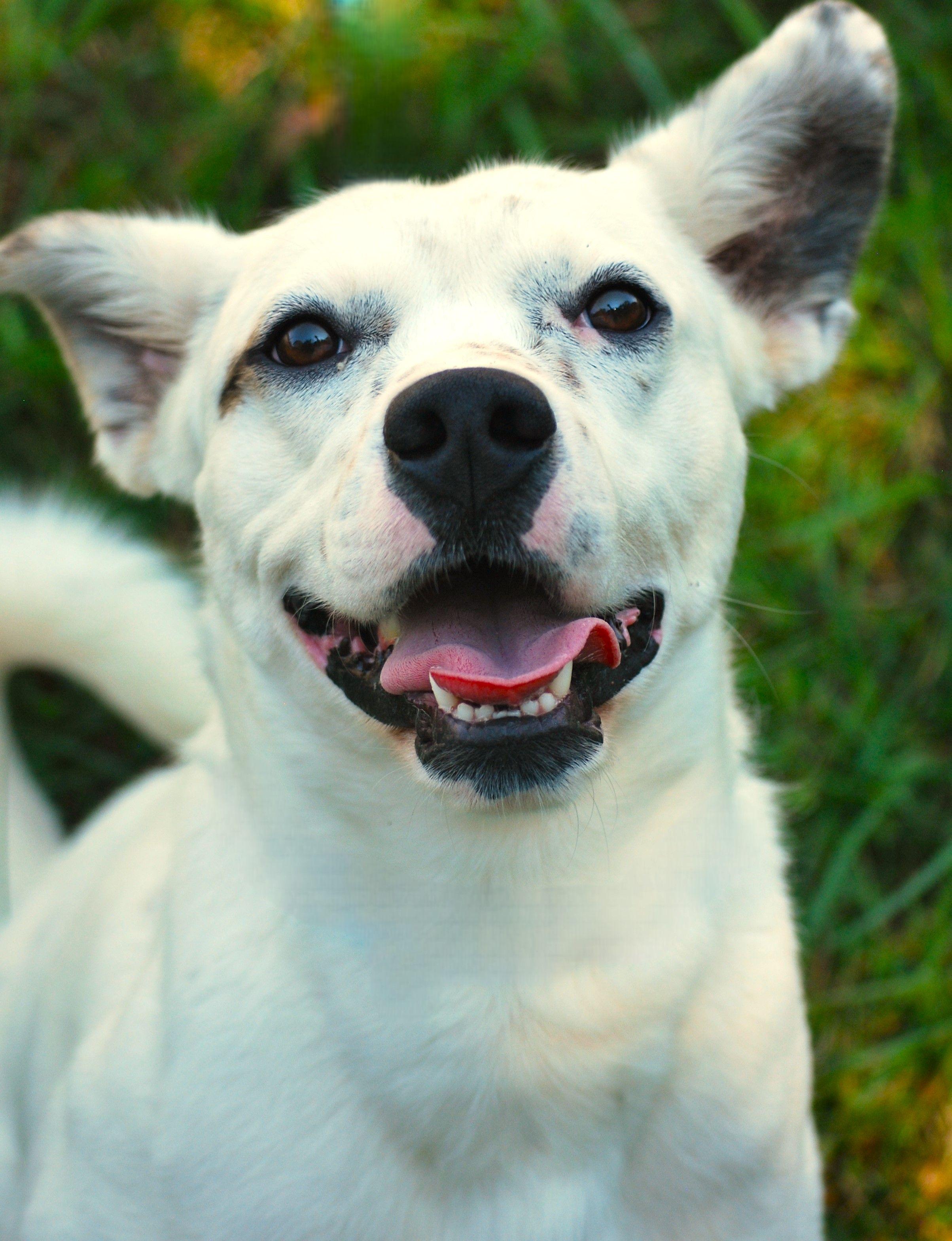 Parker, a Adoptable mixed breed in manchester, TN image 4/5