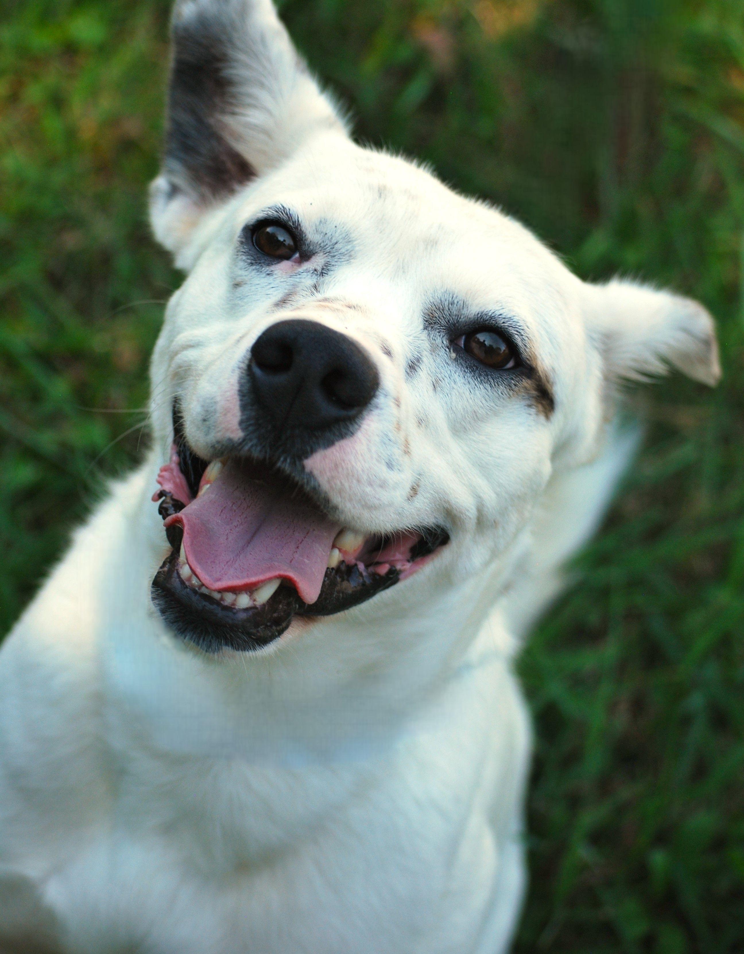 Parker, a Adoptable mixed breed in manchester, TN image 5/5