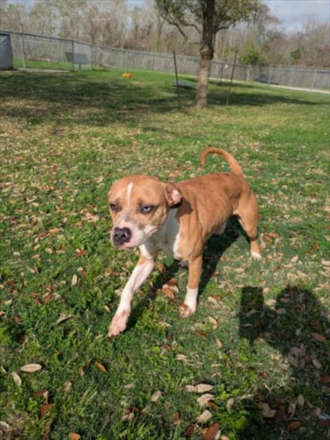 Enlarge SIMBA, a Adoptable mixed breed in Texas City, TX image 1/1