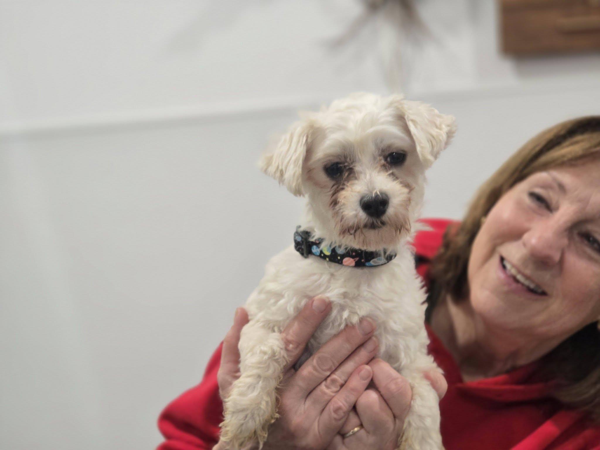 Enlarge Banjo, an adopted Maltese in Mclean, IL image 1/1