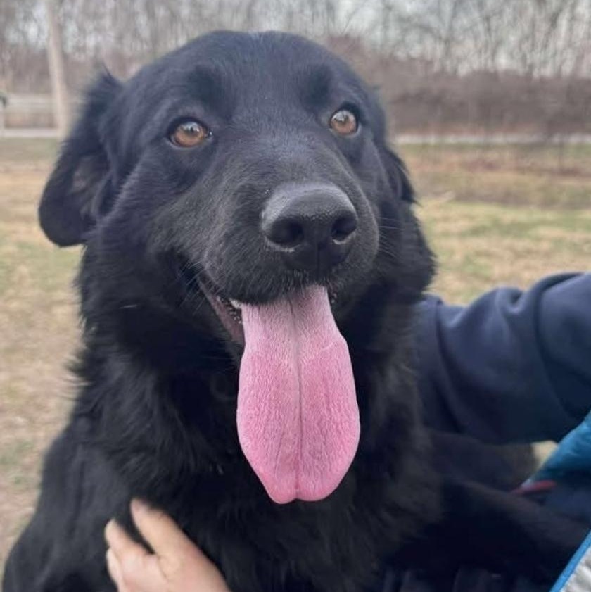 Enlarge Shadow , an adopted Flat-Coated Retriever in Minooka, IL image 1/6