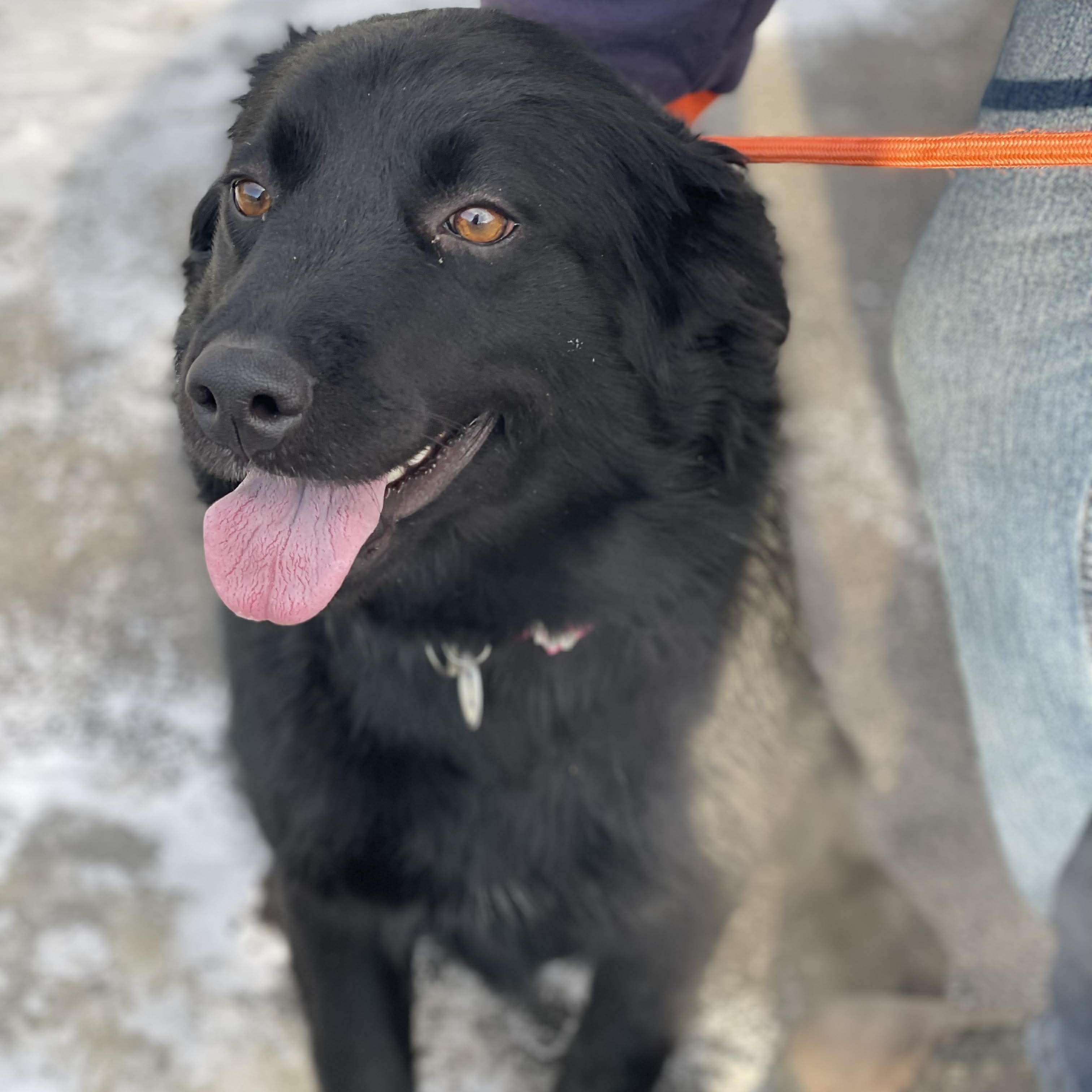 Enlarge Shadow , an adopted Flat-Coated Retriever in Minooka, IL image 4/6