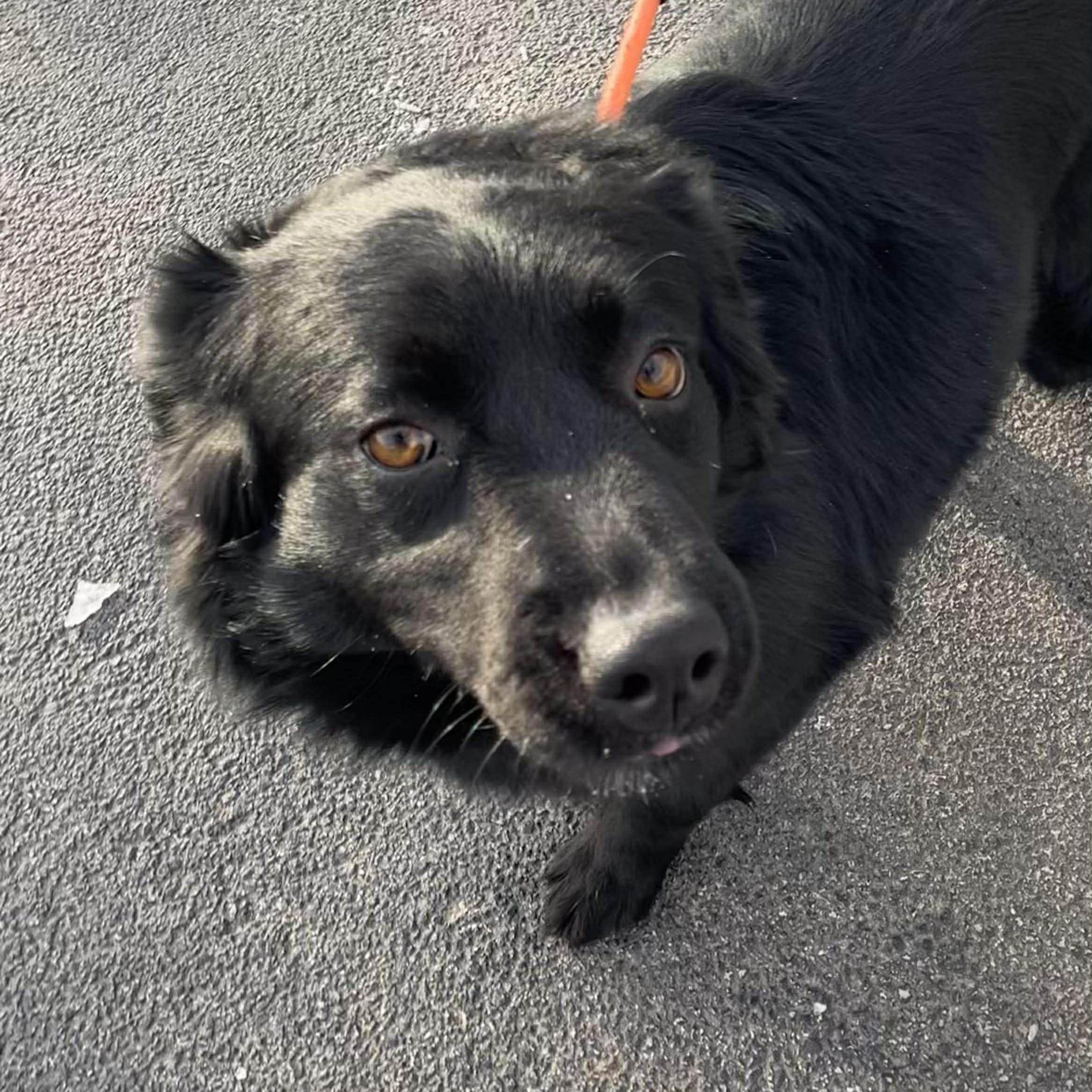 Enlarge Shadow , an adopted Flat-Coated Retriever in Minooka, IL image 5/6