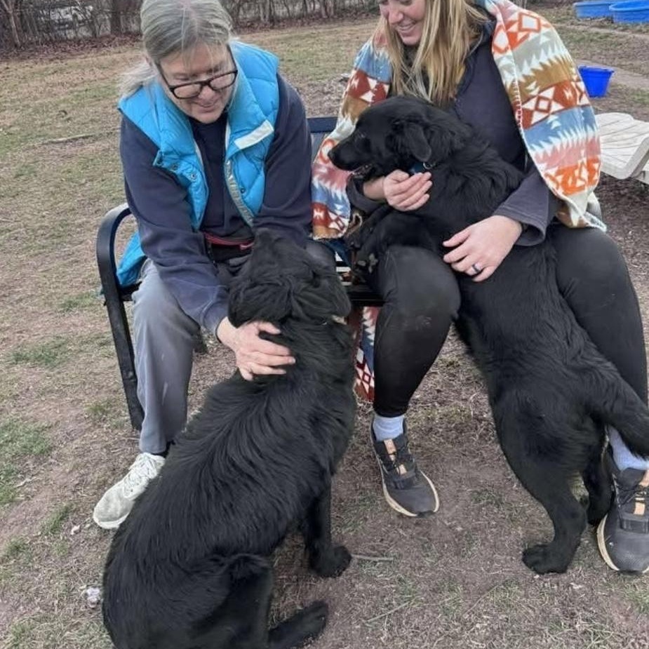 Enlarge Shadow , an adopted Flat-Coated Retriever in Minooka, IL image 6/6
