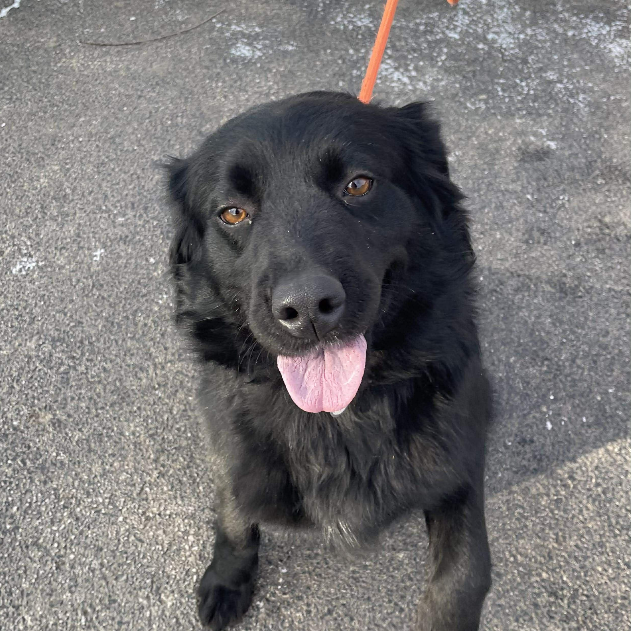 Enlarge Shadow , an adopted Flat-Coated Retriever in Minooka, IL image 3/6