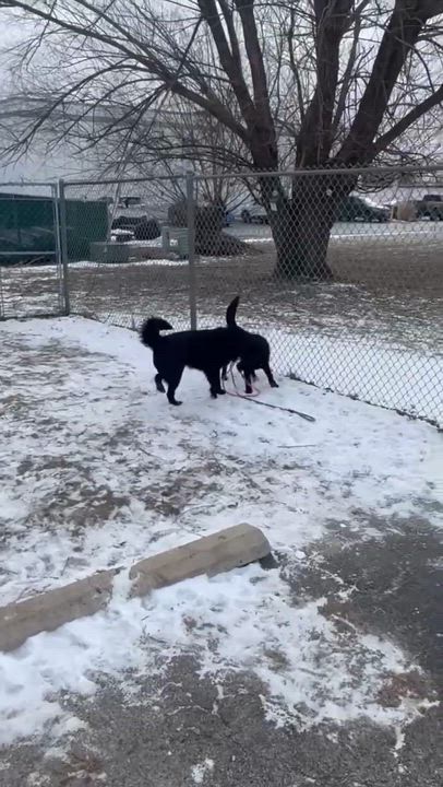 Enlarge Shadow , an adopted Flat-Coated Retriever in Minooka, IL video 2/6