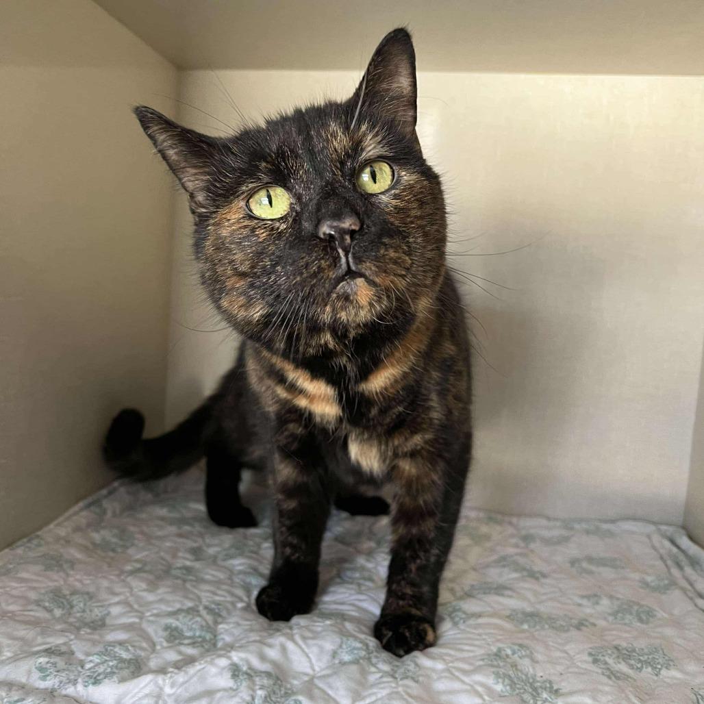 Enlarge Ocelot, a Adoptable Domestic Short Hair in Conway, NH image 1/6