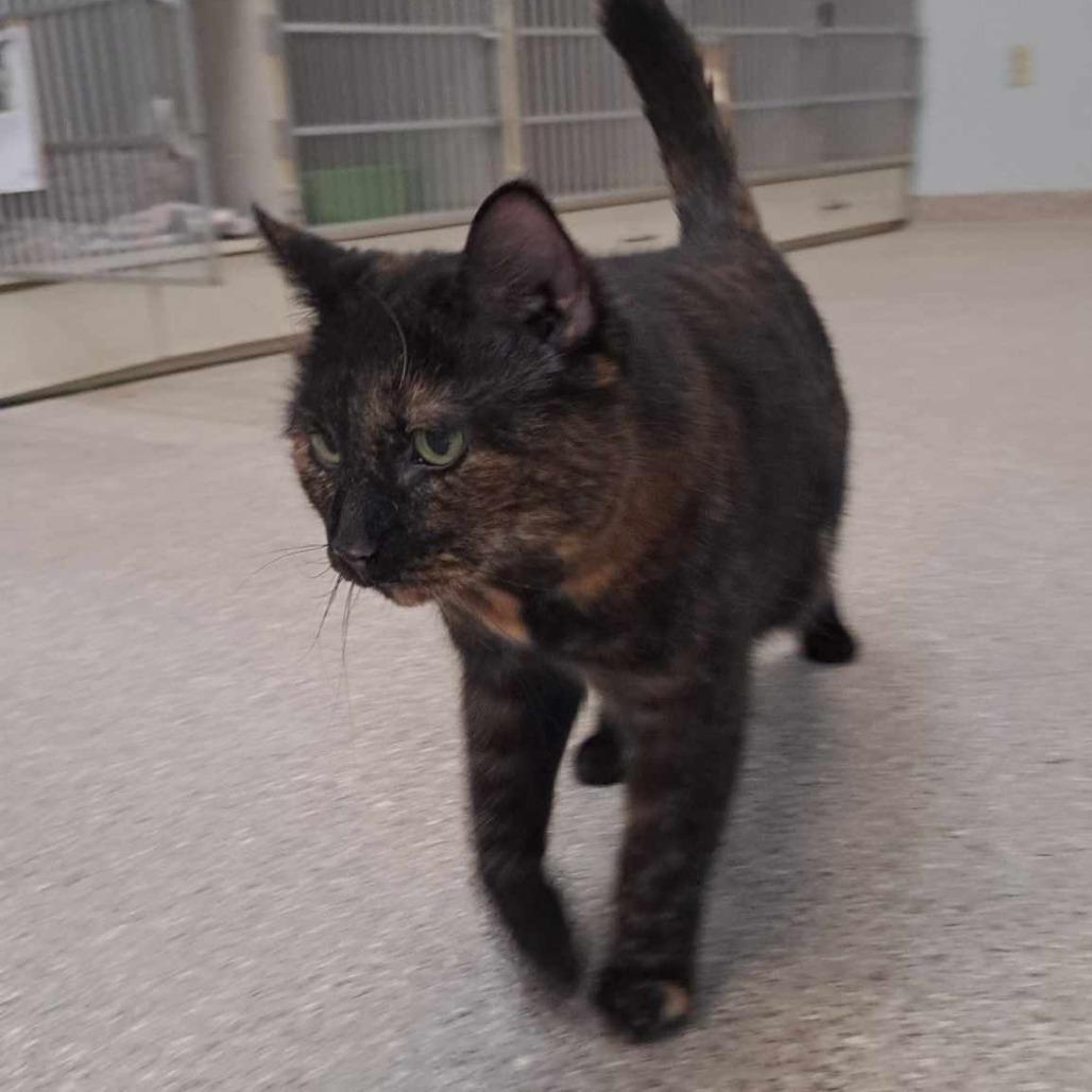 Enlarge Ocelot, a Adoptable Domestic Short Hair in Conway, NH image 2/6