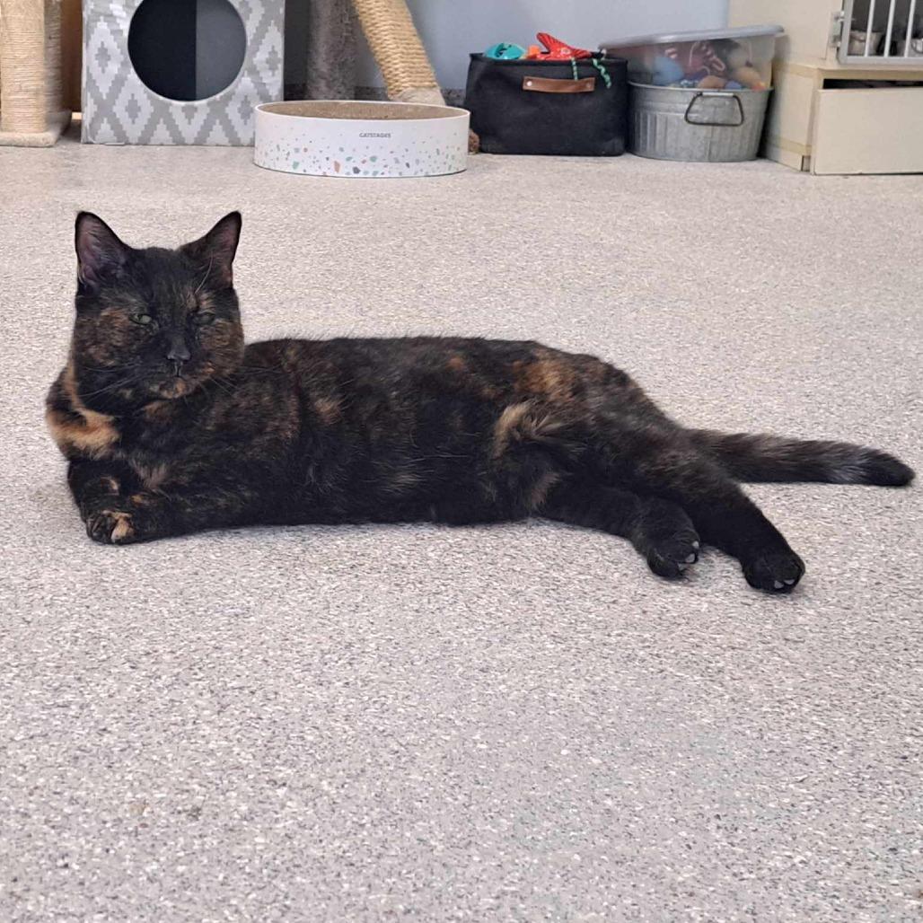 Enlarge Ocelot, a Adoptable Domestic Short Hair in Conway, NH image 3/6