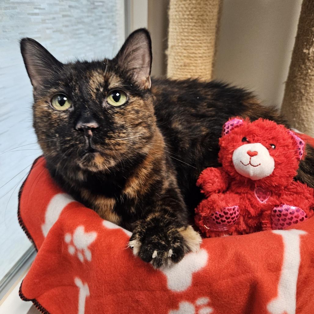 Enlarge Ocelot, a Adoptable Domestic Short Hair in Conway, NH image 4/6