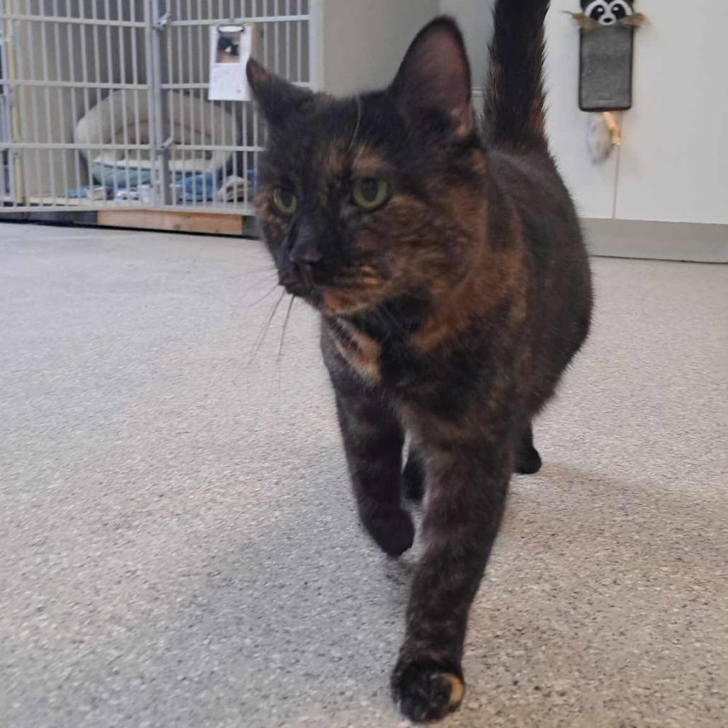 Enlarge Ocelot, a Adoptable Domestic Short Hair in Conway, NH image 5/6